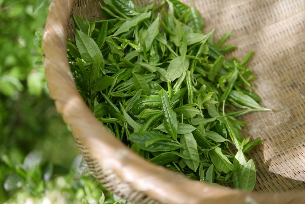 Using green tea to treat allergies